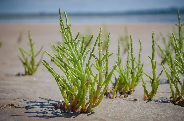 Plantas verdes suculentas en gran desierto de sal blanca —  Fotos de Stock