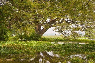 Büyük tropikal egzotik ağaç Asya ormanda