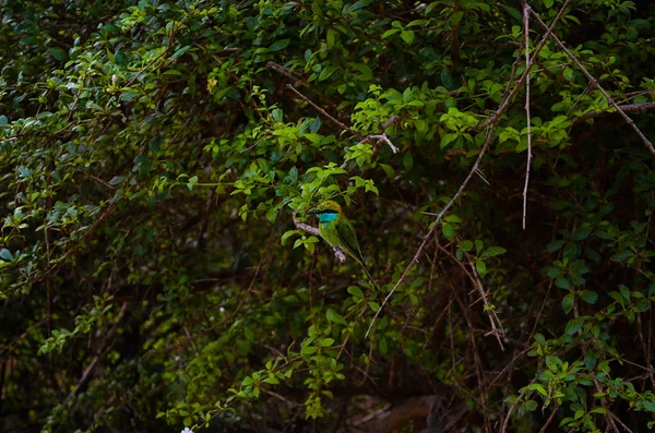 Světlé barevné bee-eater — Stock fotografie