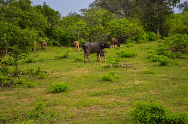 Buffaloes with foals in the jungle of the national park — Stock Photo, Image