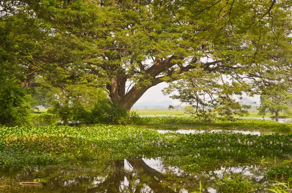 Grand arbre exotique tropical dans la jungle asiatique — Photo