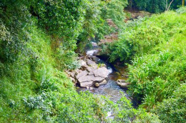 Egzotik orman orman parlak güzel nehir