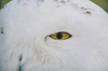 Parlak sarı gözleri güzel kar baykuşu
