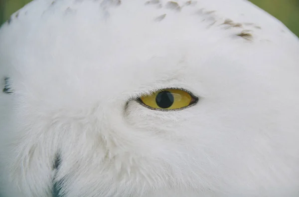 Bright yellow eyes of beautiful snowy owl — Stock Photo, Image