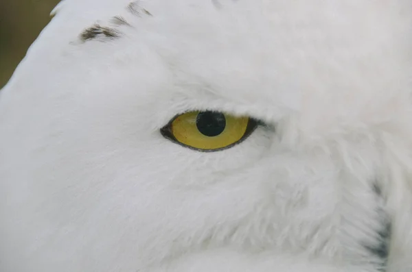 Gelbes Auge der schönen weißen Schnee-Eule — Stockfoto