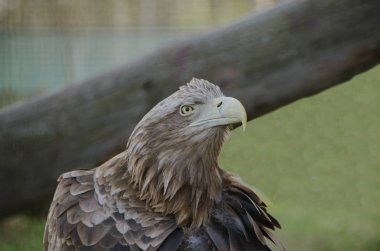 Sarımsı kahverengi Kartal, ormandaki tek yırtıcı kuş