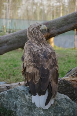 Sarımsı kahverengi kartal taş üzerine oturan