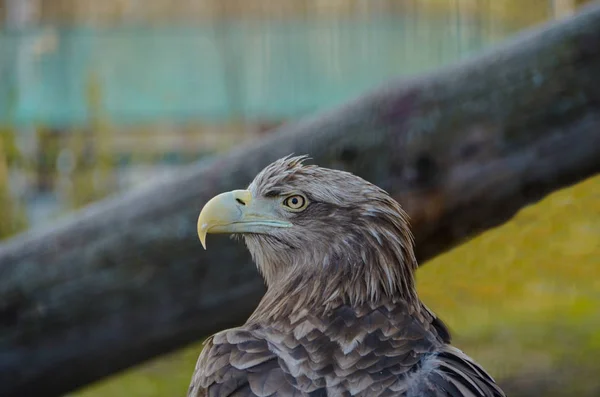 Bra tawny eagle i byn — Stockfoto