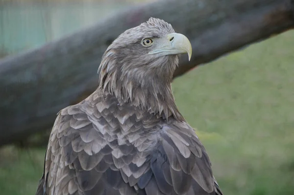 Mirada voraz de águila tawny — Foto de Stock