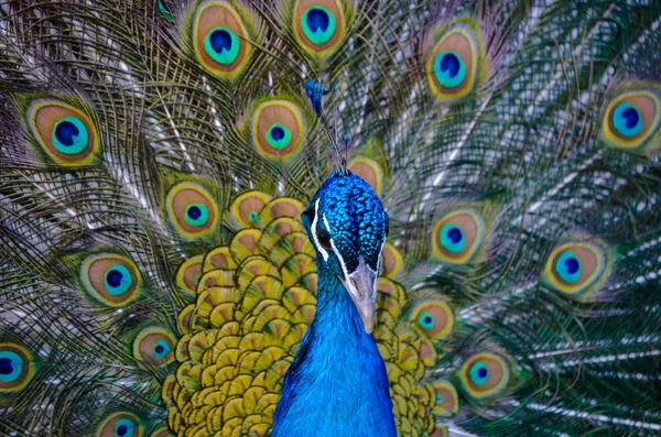 Schöner indischer Pfau zeigt seinen Schwanz — Stockfoto