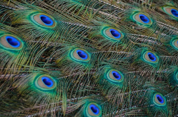 Цветной павлин с ярким разбросанным хвостом — стоковое фото