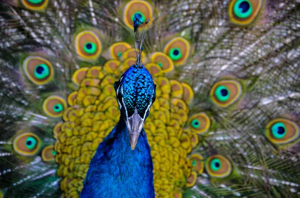 Leuchtend bunter indischer Pfau zeigt seinen Schwanz — Stockfoto