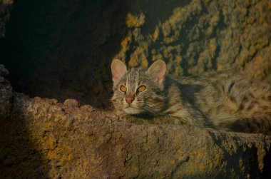 Cute small wild cat basking in the sun clipart