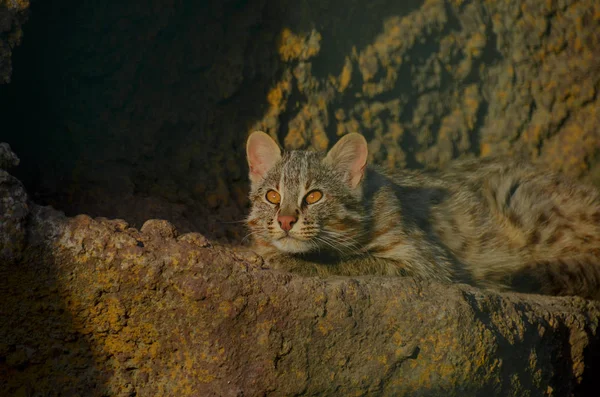 かわいい小型の野生の猫の日向ぼっこ — ストック写真