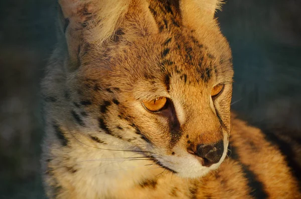 귀여운 serval 고양이의 밝은 초상화 — 스톡 사진