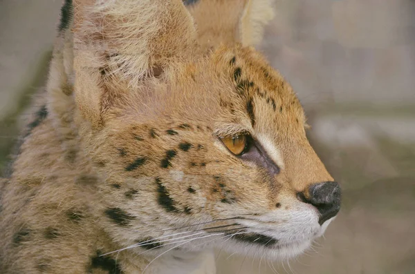 Mooie jonge serval portret close-up — Stockfoto
