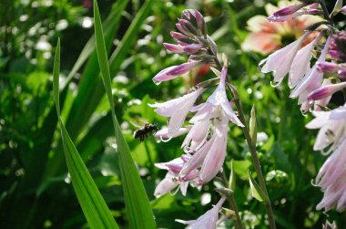 Parlak mor bell, sabah yaz çiçek