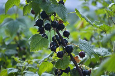 Sabah bahçede olgun lezzetli Siyah frenk üzümü