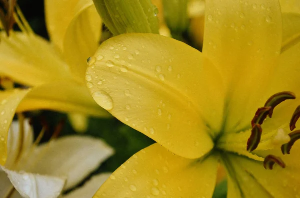 Frescura de flor de lírio amarelo brilhante — Fotografia de Stock