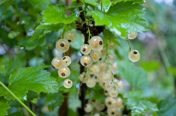 Olgun beyaz Frenk üzümü Bahçe