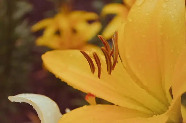 Világos sárga liliom, a reggel a kertben — Stock Fotó