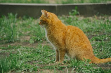 Yaz çim oturma sevimli kırmızı kedi