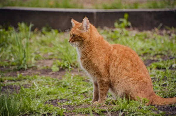 Jasny czerwony kot spaceru w letnia łąka — Zdjęcie stockowe