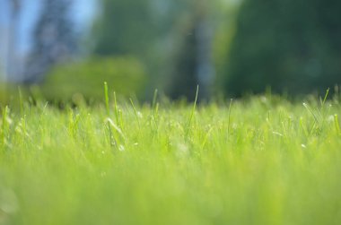 Arka plan genç yeşil çimen