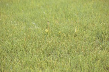yeşil çimen arkaplan dokusu 
