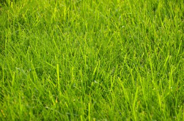 Güzel yeşil çimen dokusu