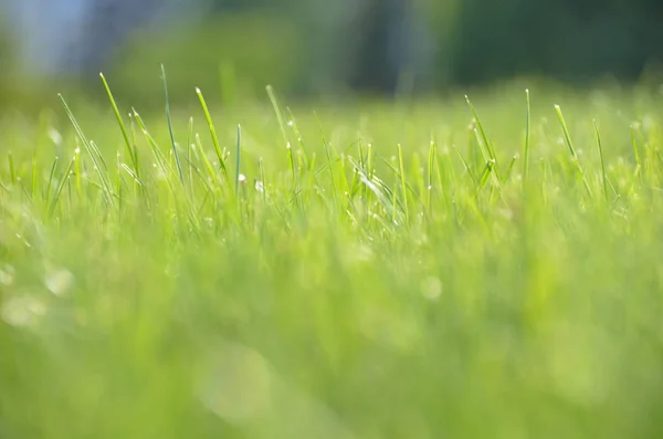 Field of bright green grass in the morning rays of sun — Stock Photo, Image