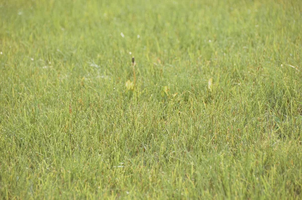 Vert herbe texture de fond — Photo