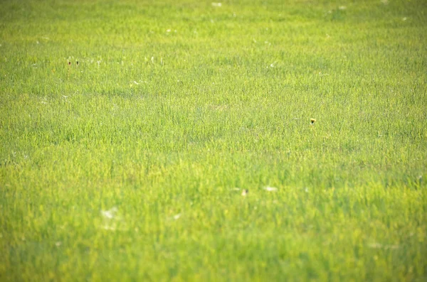 明るい緑の草を背景に — ストック写真