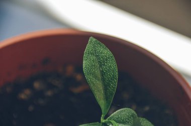 Sabahleyin Çiy damlaları ile pota Kamkat filiz parlak yeşil yaprak