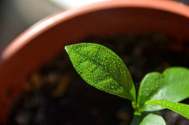 Kamkat Filiz çiğ damlaları ile parlak renkli yaprak