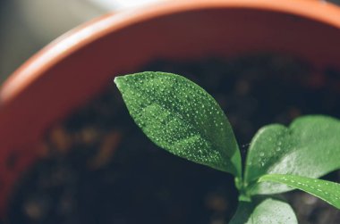 Yaprak ile tencerede genç Kamkat bitkinin yeşil parlak büyük çiğ tanesini bırakır