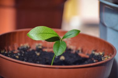 Bahar tencerede parlak narenciye filiz