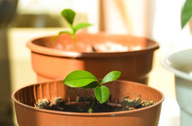 Parlak şirin küçük narenciye bitki yaz sabahı küçük tencerede