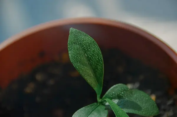 Helder groen blad van jonge citrus stronk in pot — Stockfoto