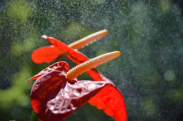 Яскраві великі квіти червоного антуріума під краплями дощу — стокове фото