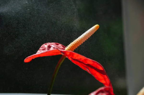 Brillante flor de anturio rojo bajo gotas de rocío en la soleada mañana de verano —  Fotos de Stock