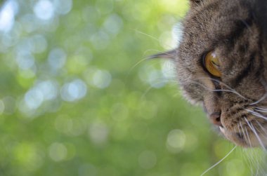 Sevimli tekir kedi namlu yeşillik zemin üzerine