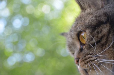 Meraklı çizgili kedi namlu içinde parlak yaz sabahı
