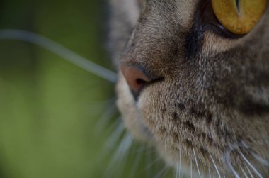 Meraklı kedi burun bıyık ile yakın çekim yeşil arka plan üzerinde