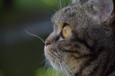 Sevimli genç çizgili kedi yakın çekim güneşli yaz bahçede
