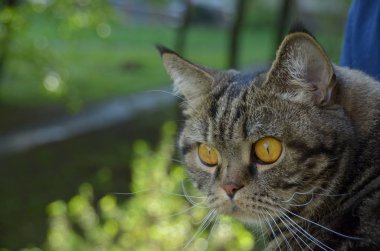 Pencereden bakarak şirin meraklı kedi