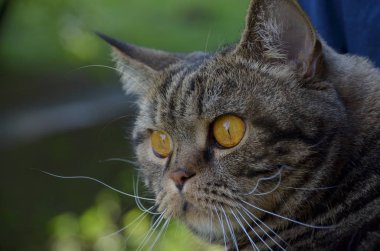 Yeşil zemin üzerine büyük bıyık ile şirin çizgili kedi