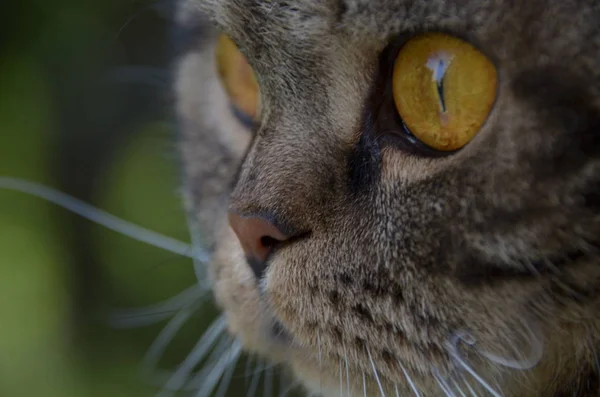 Söt randig katt med stora bärnsten ögon — Stockfoto