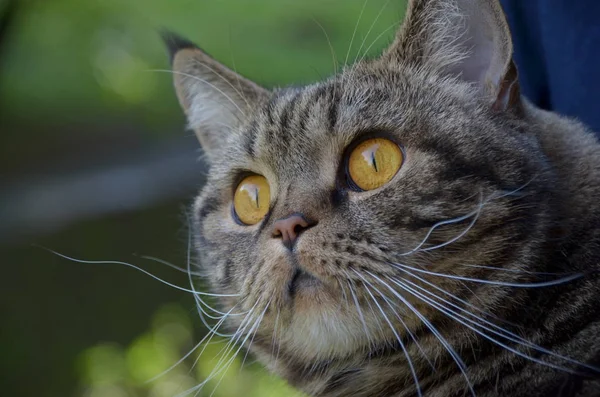 녹색 자연 배경에 호기심 줄무늬 고양이 — 스톡 사진