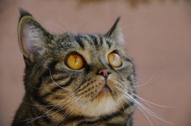 Pembe bir arka plan üzerinde komik tekir kedi